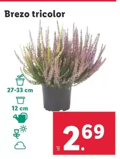 Oferta de Brezo Tricolor por 2,69€ en Lidl