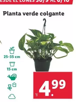 Oferta de Planta Verde Colgante por 4,99€ en Lidl