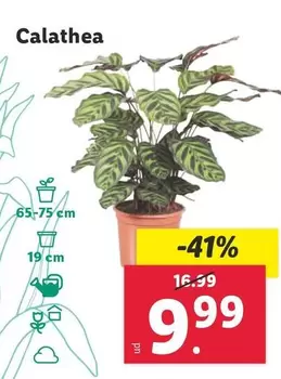 Oferta de Calathea por 9,99€ en Lidl