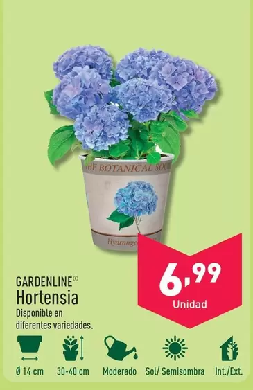 Oferta de Gardenline - Hortensia por 6,99€ en ALDI