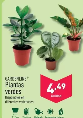 Oferta de Gardenline - Plantas Verdes por 4,49€ en ALDI