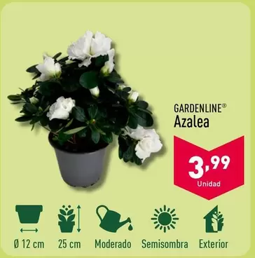 Oferta de Gardenline - Azalea por 3,99€ en ALDI