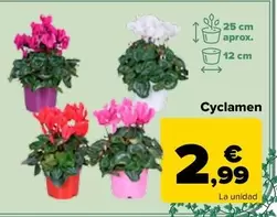 Oferta de Cyclamen por 2,99€ en Carrefour