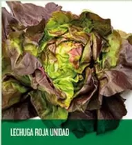 Oferta de Lechuga Roja Unidad en Claudio