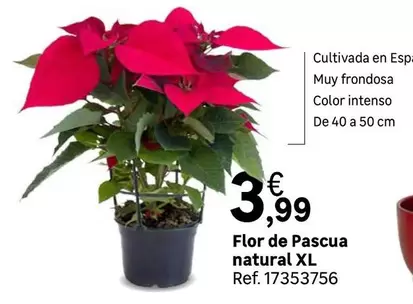 Oferta de Intenso - Flor De Pascua Natural Xl por 3,99€ en Leroy Merlin