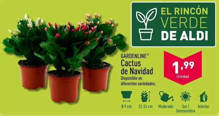 Oferta de Gardenline - Cactus De Navidad por 1,99€ en ALDI