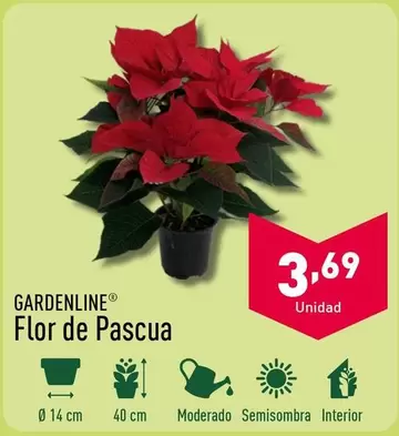 Oferta de Gardenline - Flor De Pascua por 3,69€ en ALDI