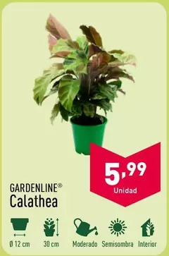 Oferta de Gardenline - Calathea por 5,99€ en ALDI