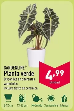 Oferta de Gardenline - Planta Verde por 4,99€ en ALDI