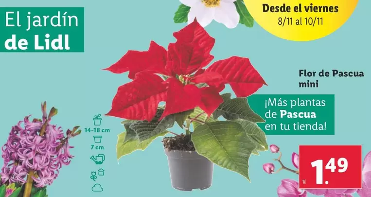 Oferta de Flor -  De Pascua Mini por 1,49€ en Lidl