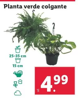 Oferta de Planta Verde Colgante por 4,99€ en Lidl