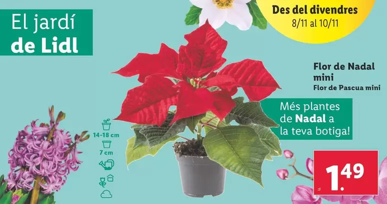 Oferta de Flor De Nadal Mini por 1,49€ en Lidl