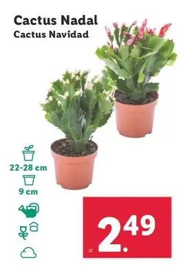 Oferta de Cactus Navidad por 2,49€ en Lidl