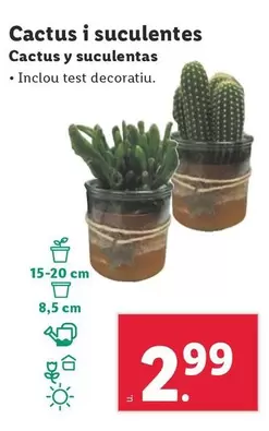 Oferta de Cactus Y Suculentas por 2,99€ en Lidl