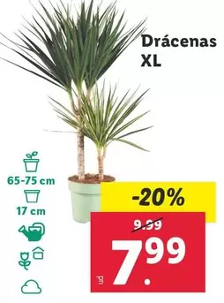 Oferta de Drácenas XL  por 7,99€ en Lidl