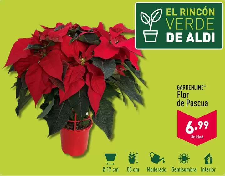 Oferta de Gardenline - Flor De Pascua por 6,99€ en ALDI