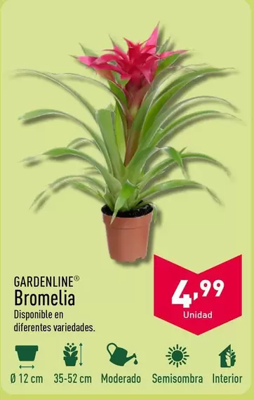 Oferta de Gardenline - Bromelia por 4,99€ en ALDI