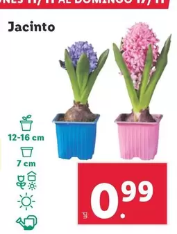 Oferta de Jacinto por 0,99€ en Lidl