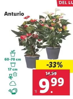 Oferta de Anturio por 9,99€ en Lidl