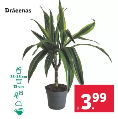 Oferta de Drácenas  por 3,99€ en Lidl