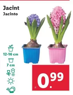 Oferta de Jacinto por 0,99€ en Lidl