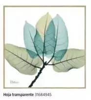 Oferta de Hoja Transparente en BAUHAUS