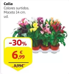 Oferta de Calla por 6,99€ en Alcampo