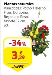 Oferta de Plantas Naturales por 3,29€ en Alcampo