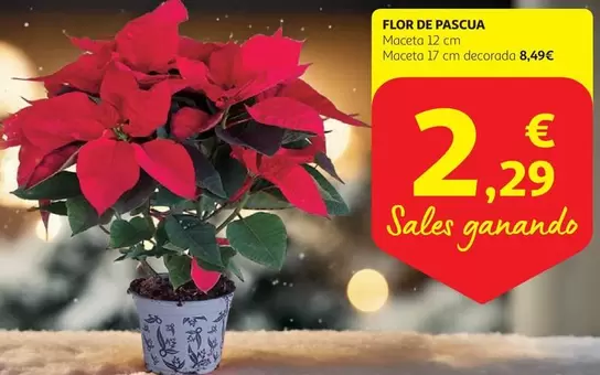 Oferta de Flor -  De Pascua por 2,29€ en Alcampo