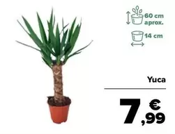 Oferta de Yuca por 7,99€ en Carrefour