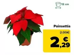 Oferta de Poinsettia por 2,29€ en Carrefour