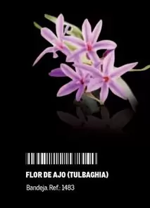 Oferta de Flor -  De Ajo (tulbaghia) en Makro