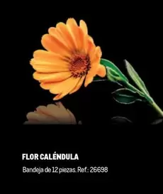 Oferta de Flor -  Calendula en Makro