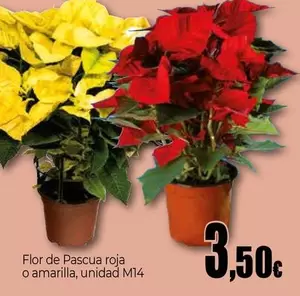 Oferta de Flor De Pascua Roja O Amarilla por 3,5€ en Unide Market