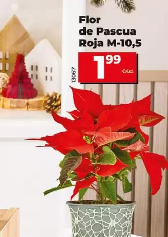 Oferta de Flor De Pascua Roja M-10,5 por 1,99€ en Dia