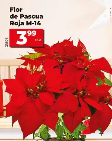 Oferta de Flor De Pascua Roja M-14 por 3,99€ en Dia