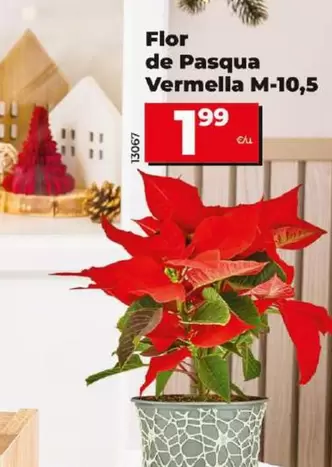 Oferta de Flor De Pascua Roja M-10,5 por 1,99€ en Dia