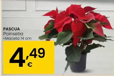 Oferta de Pascua - Poinsetia por 4,49€ en Eroski