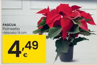 Oferta de Pascua - Poinsetia por 4,49€ en Eroski