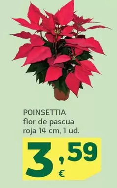 Oferta de Poinsettia Flor De Pascua Roja por 3,59€ en HiperDino