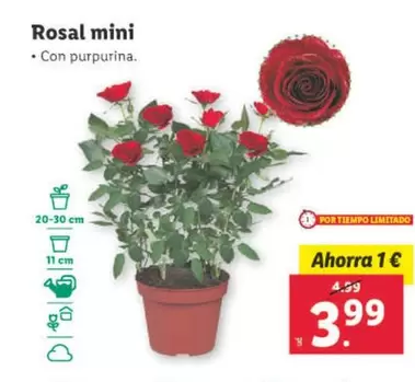 Oferta de Rosal Mini por 3,99€ en Lidl