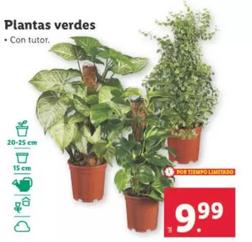 Oferta de Plantas Verdes por 9,99€ en Lidl