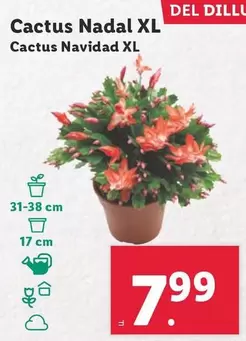 Oferta de Cactus Navidad XL por 7,99€ en Lidl