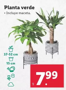 Oferta de Planta Verde  por 7,99€ en Lidl