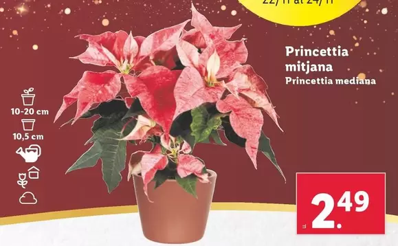 Oferta de Princettia Mediana por 2,49€ en Lidl