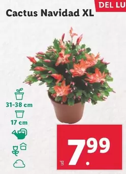 Oferta de Cactus Navidad XL  por 7,99€ en Lidl