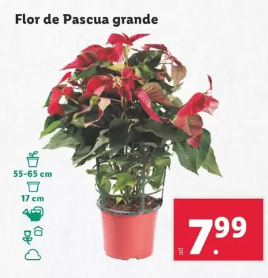 Oferta de Flor De Pascua Grande por 7,99€ en Lidl