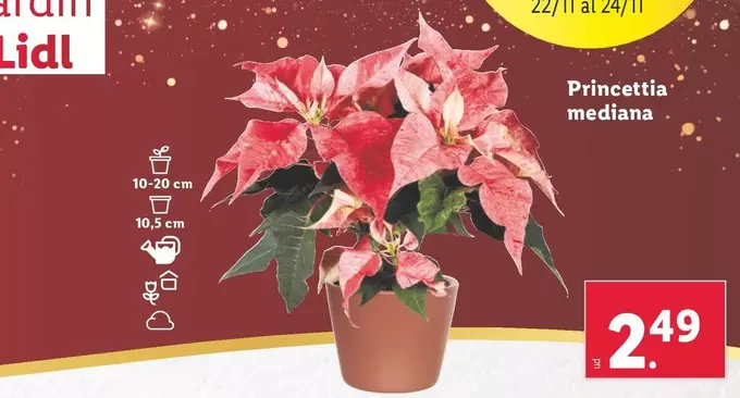 Oferta de Princettia Mediana por 2,49€ en Lidl