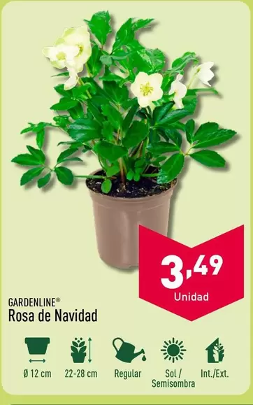 Oferta de Gardenline - Rosa De Navidad por 3,49€ en ALDI