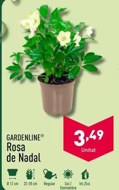 Oferta de Gardenline - Rosa De Nadal por 3,49€ en ALDI